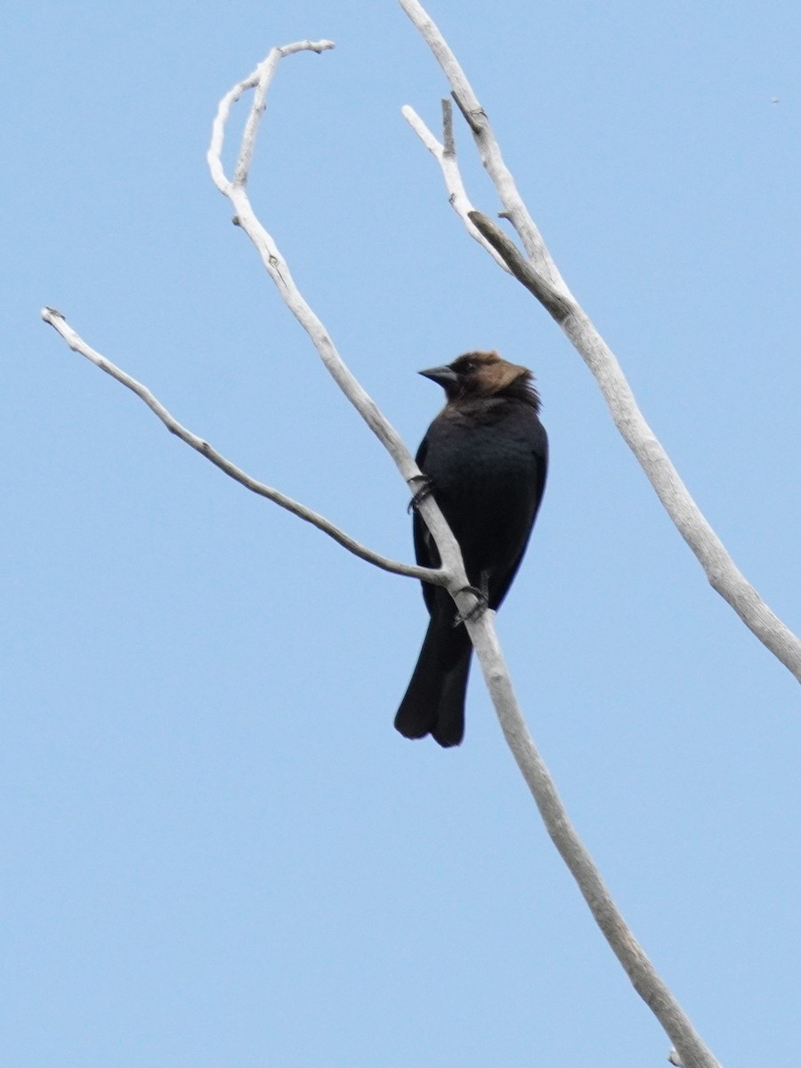 Brown-headed Cowbird - ML618395321