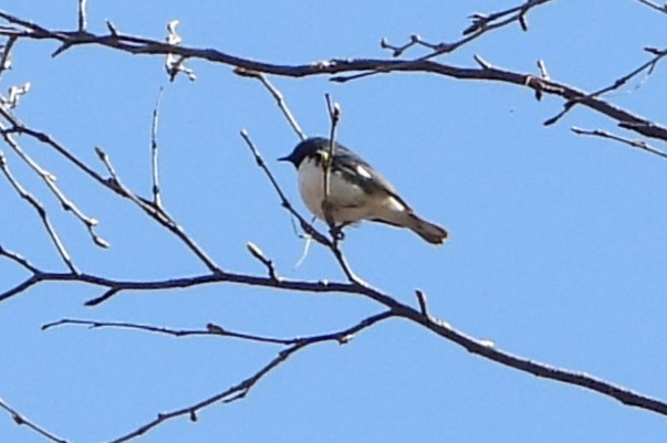 Black-throated Blue Warbler - ML618395323