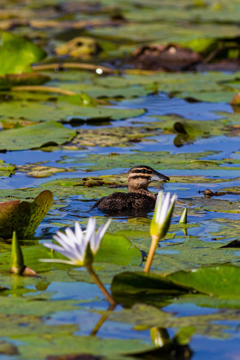 Masked Duck - ML618395330