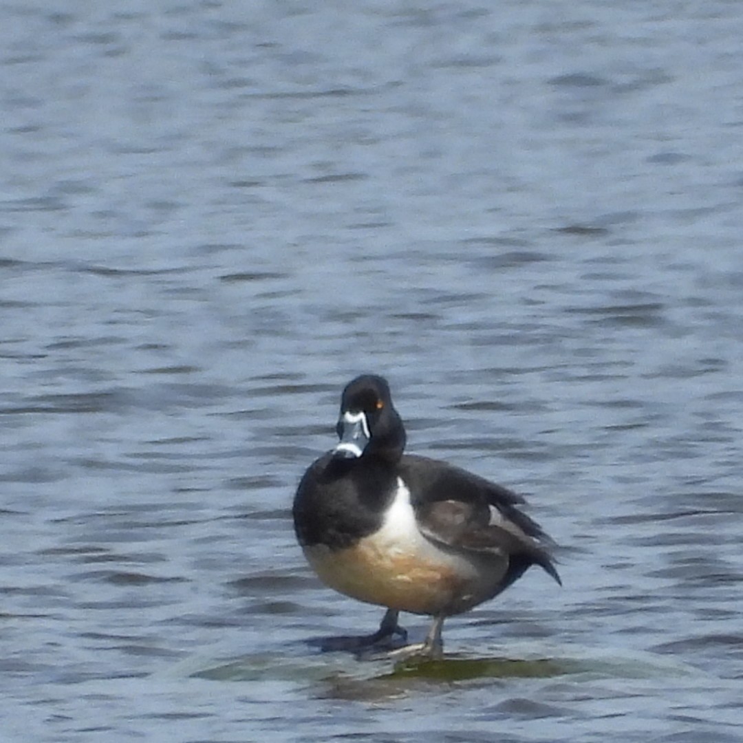 Ring-necked Duck - ML618395335