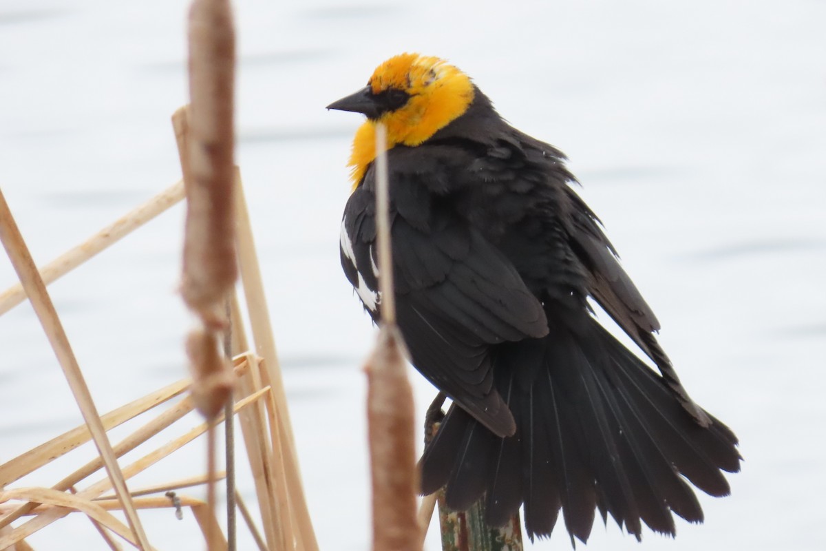Yellow-headed Blackbird - ML618395346
