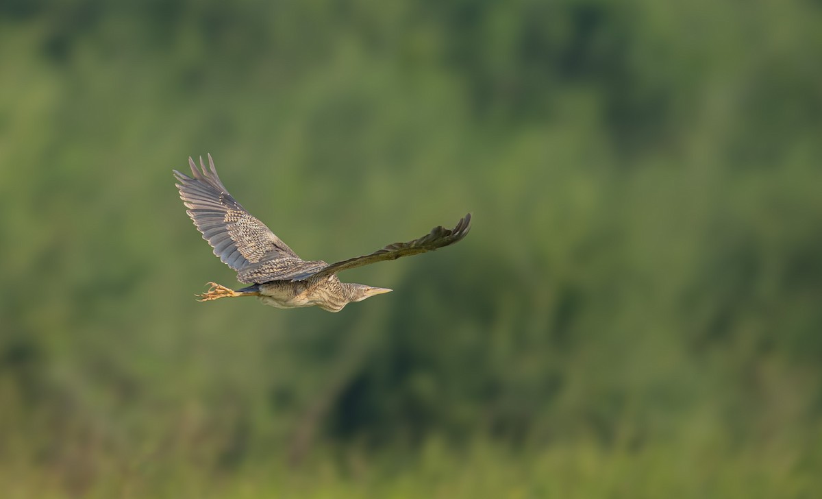 Pinnated Bittern - ML618395348