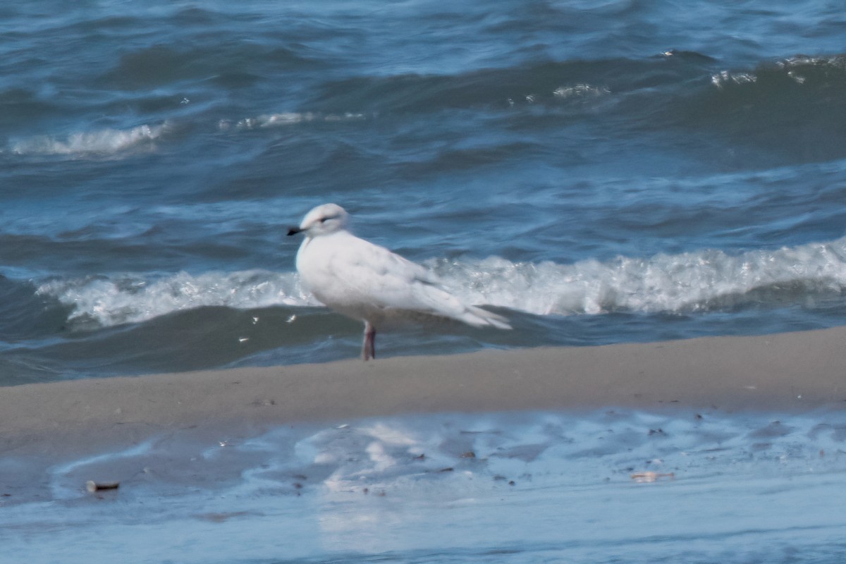 Iceland Gull - Sue Barth