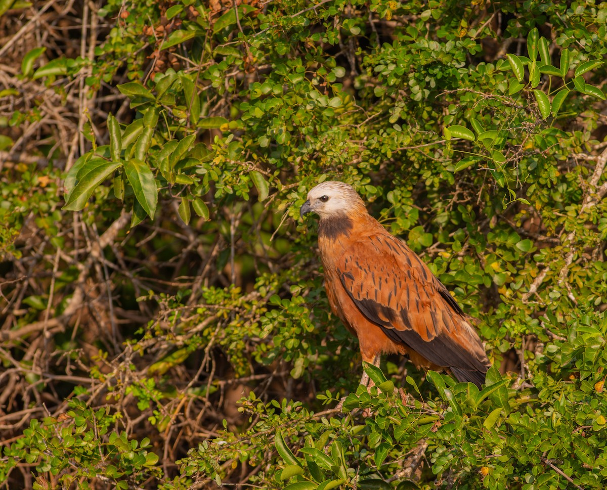 Black-collared Hawk - ML618395377