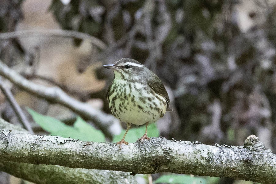 Louisiana Waterthrush - Sandra Rosenhouse