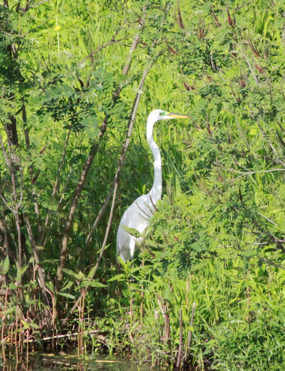 Great Egret - Ellie Bruns