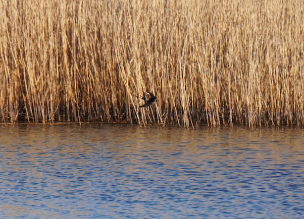 Red-rumped Swallow - Wandrille Ferrand