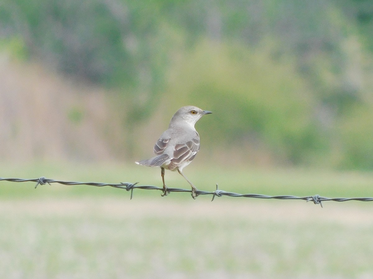 Northern Mockingbird - ML618395469