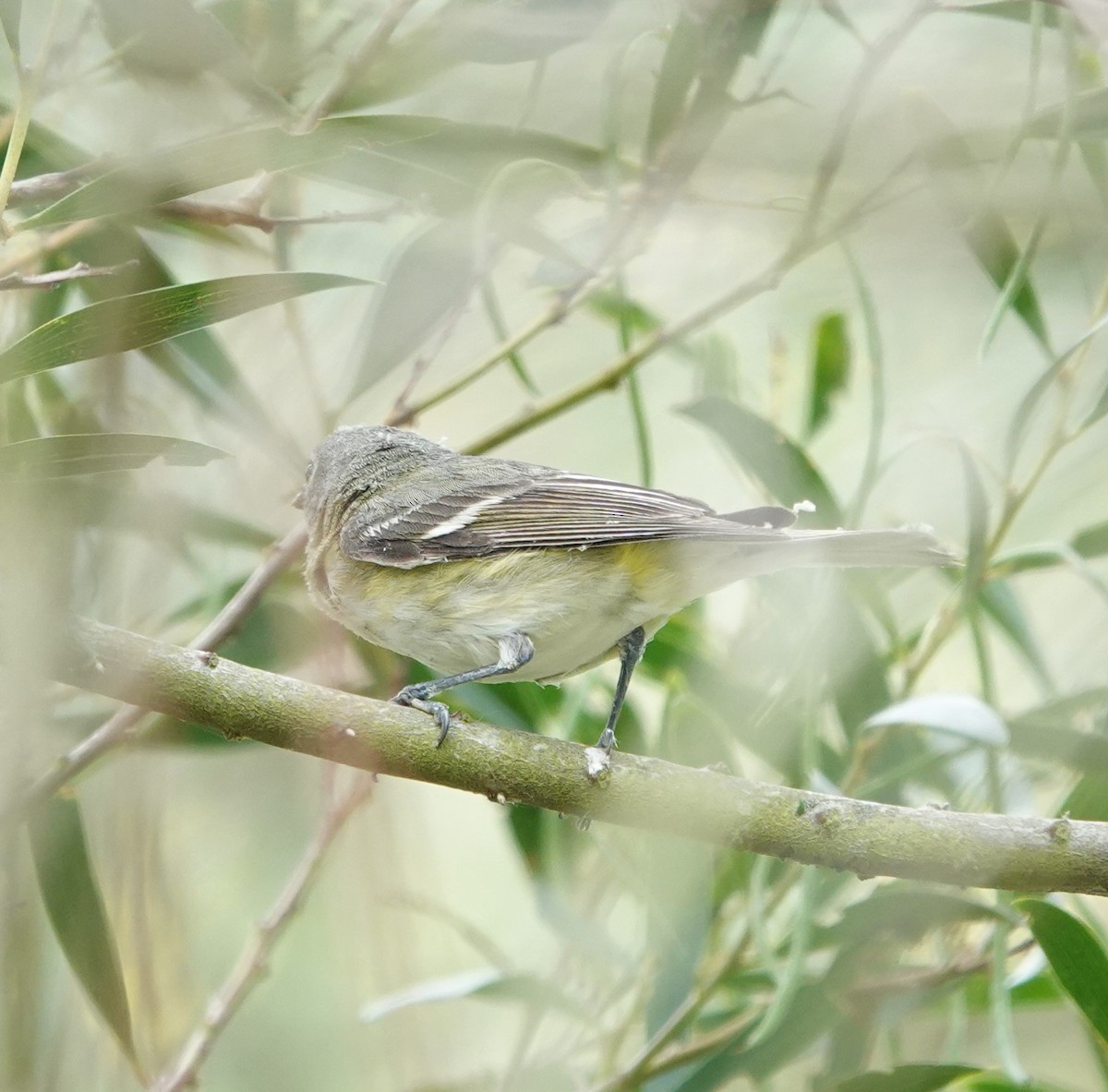 Cassin's Vireo - Sylvia Afable