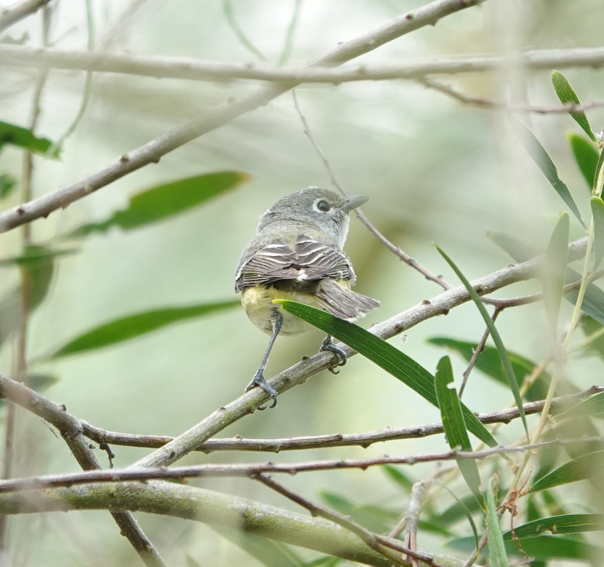 Cassin's Vireo - ML618395479