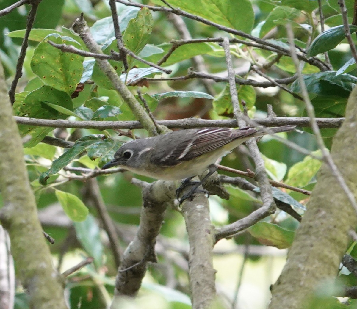 Vireo de Cassin - ML618395480