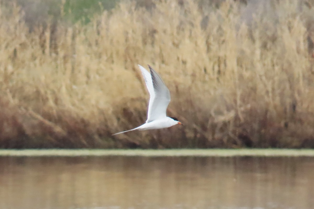 Forster's Tern - ML618395495