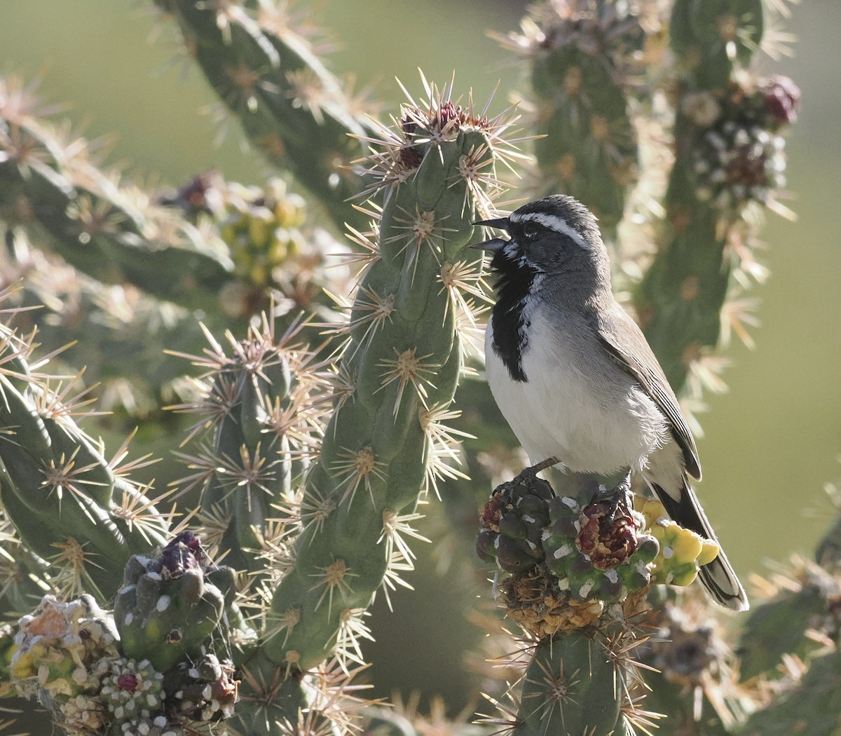 Black-throated Sparrow - Bob Foehring