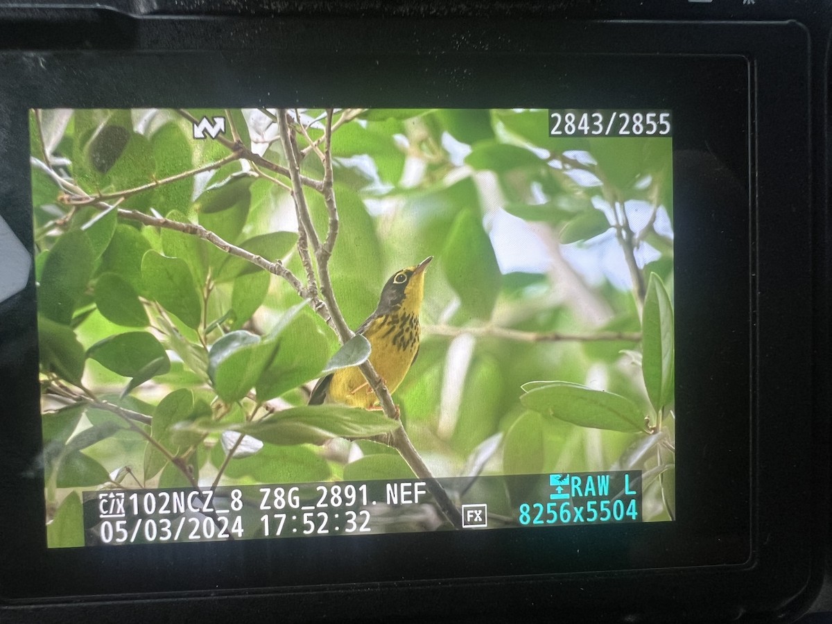 Canada Warbler - ML618395520