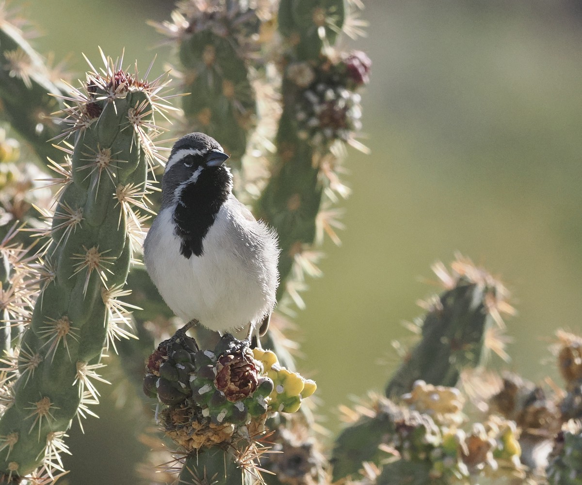 Black-throated Sparrow - Bob Foehring