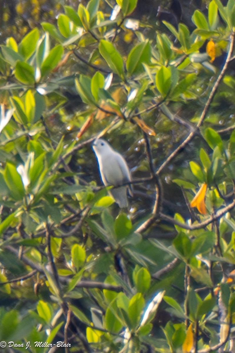 Snowy Cotinga - Dana Miller-Blair