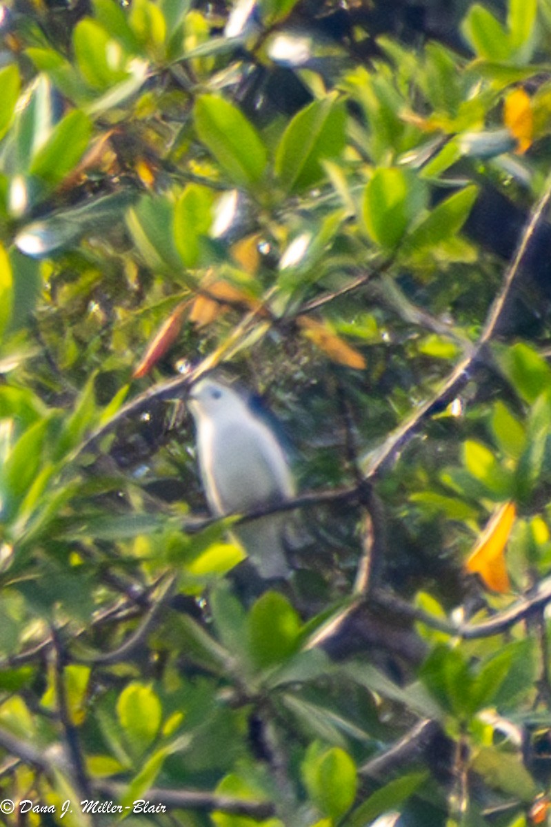 Snowy Cotinga - Dana Miller-Blair