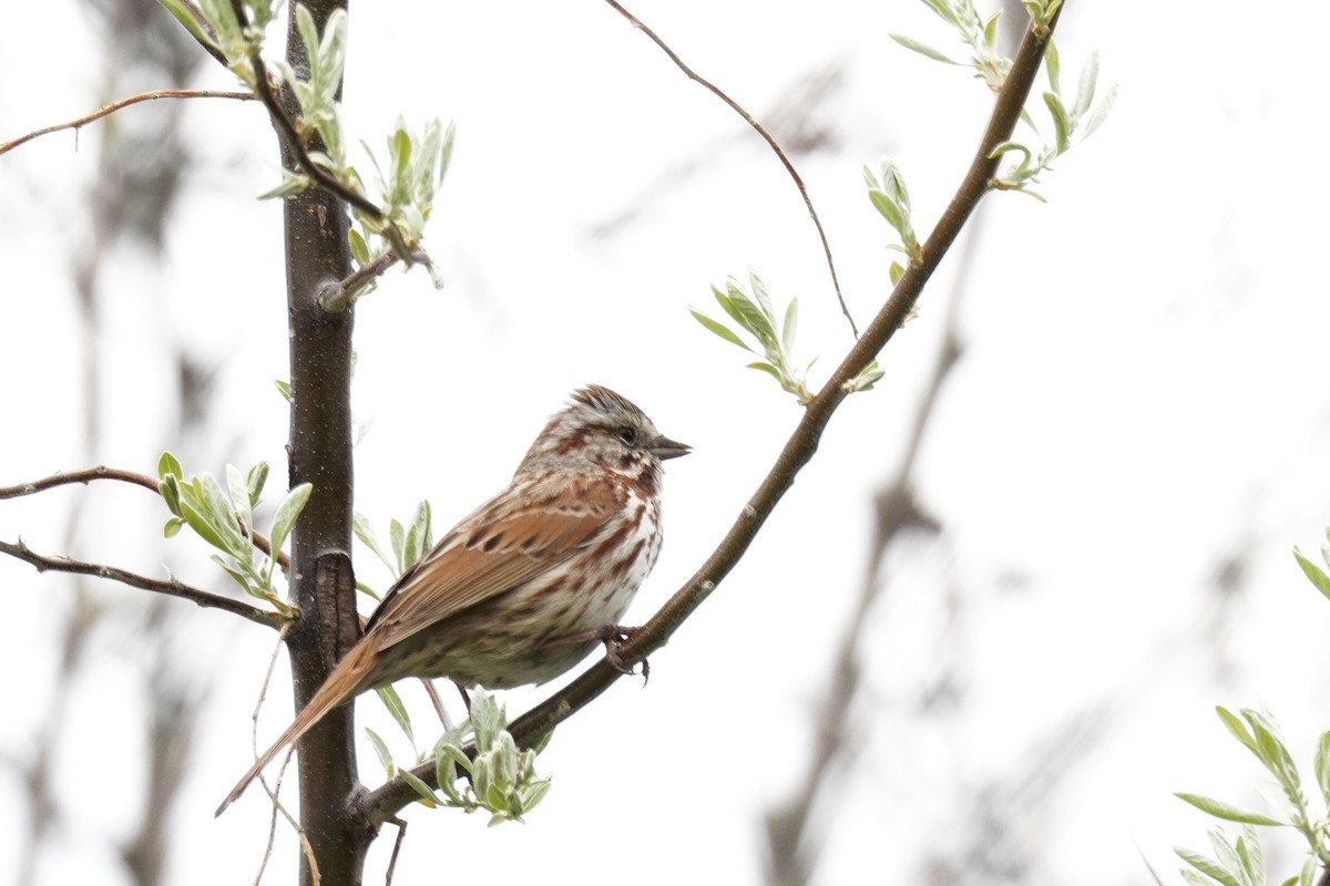 Song Sparrow - ML618395567