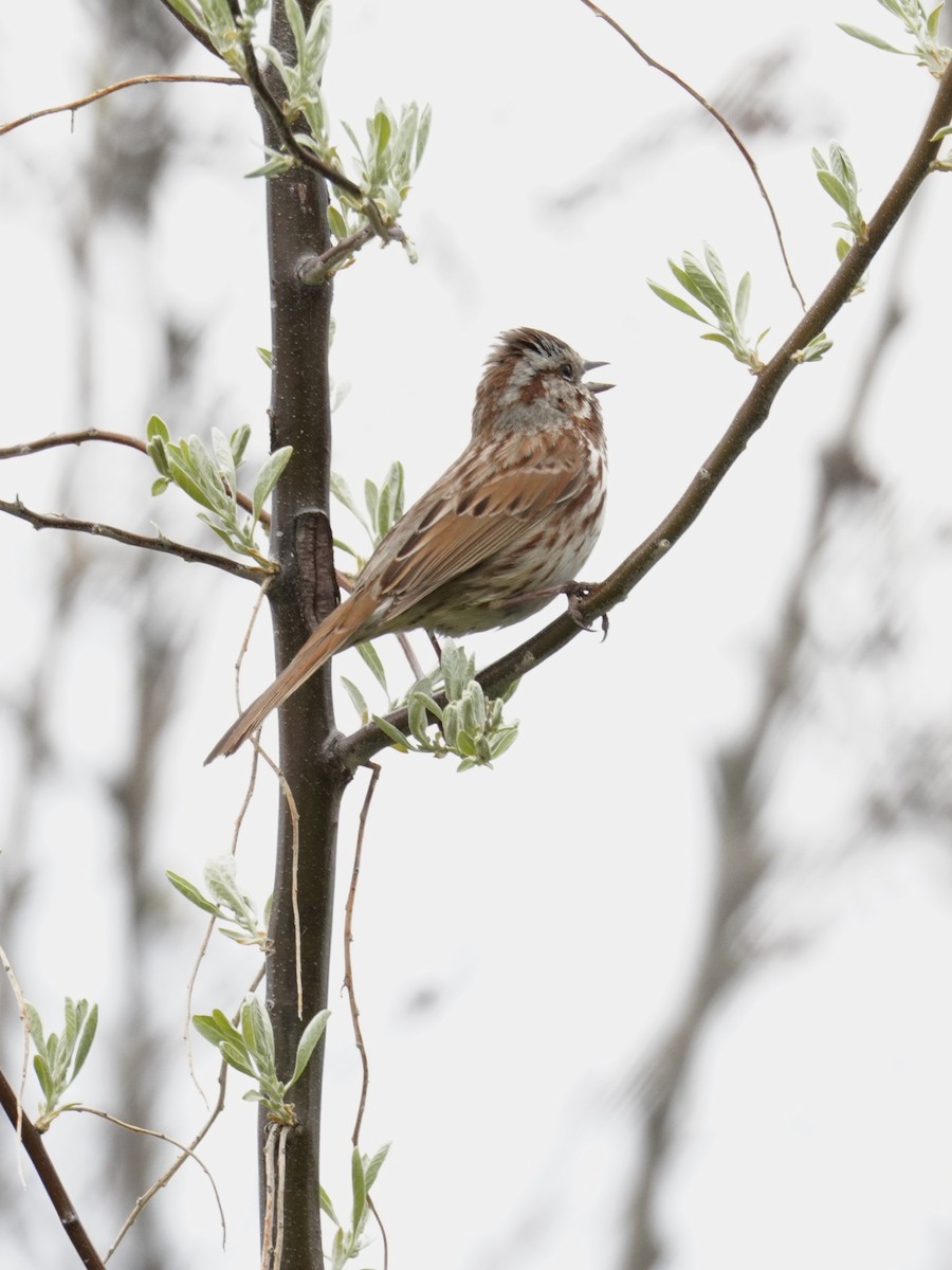 Song Sparrow - ML618395568