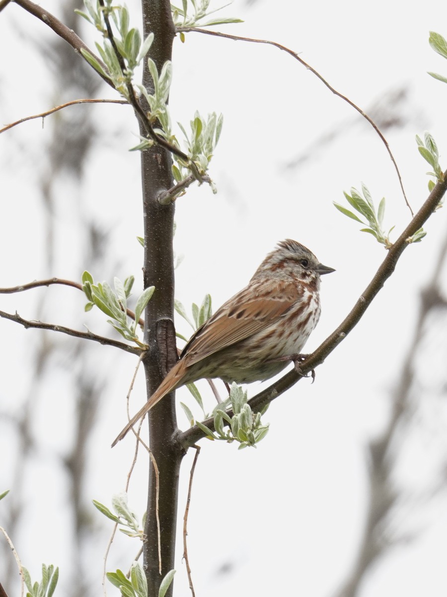 Song Sparrow - ML618395569