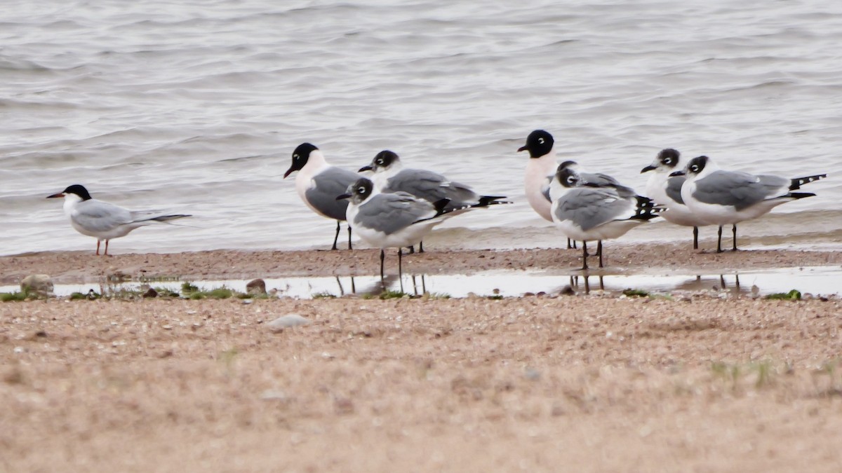 Forster's Tern - ML618395574