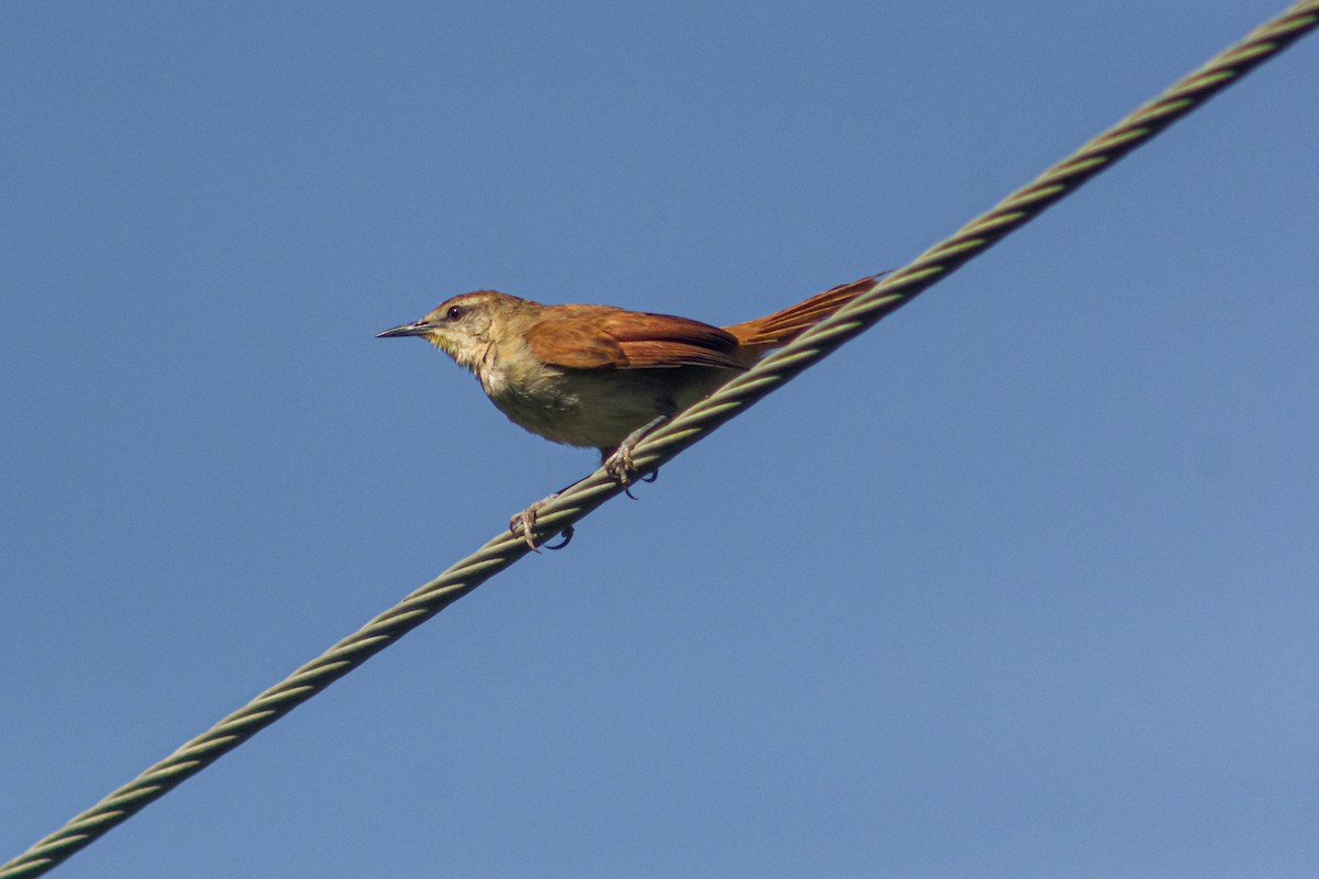 Yellow-chinned Spinetail - ML618395577