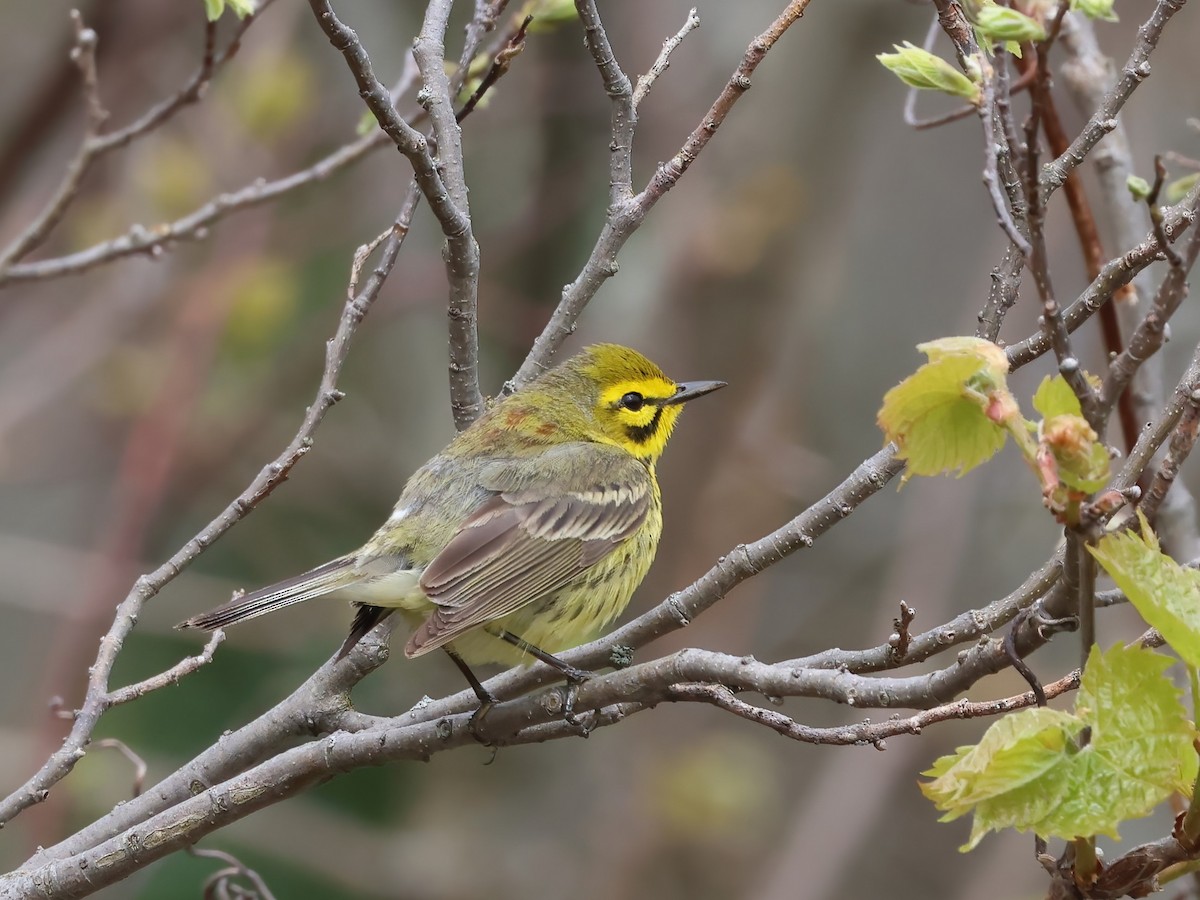 Prairie Warbler - ML618395582