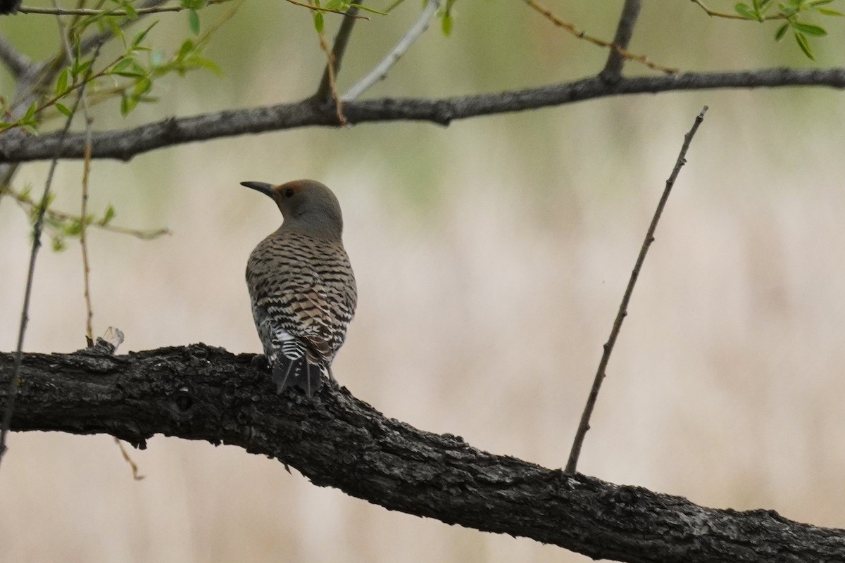 Northern Flicker - ML618395593