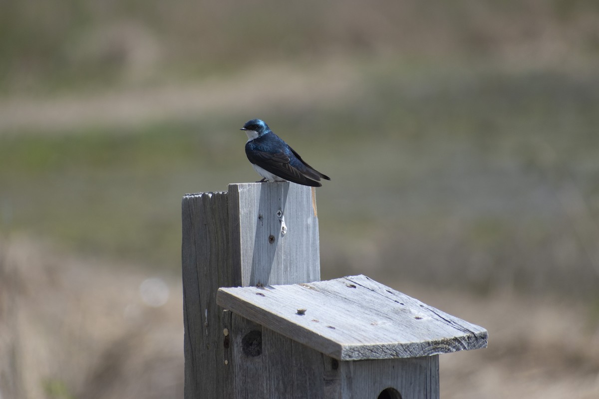 Tree Swallow - seena m