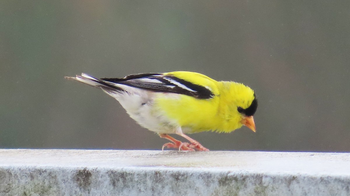 American Goldfinch - Maggie Smith