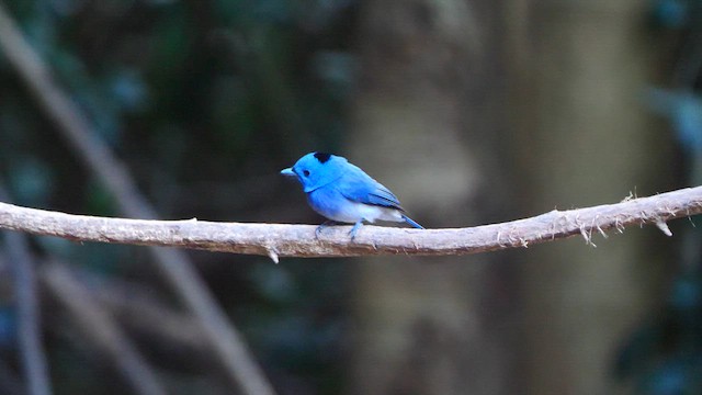 Black-naped Monarch - ML618395630