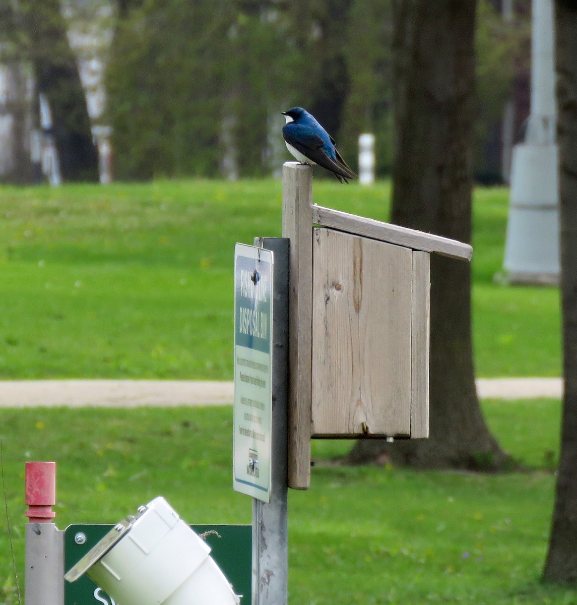 Tree Swallow - Eric D Gyllenhaal