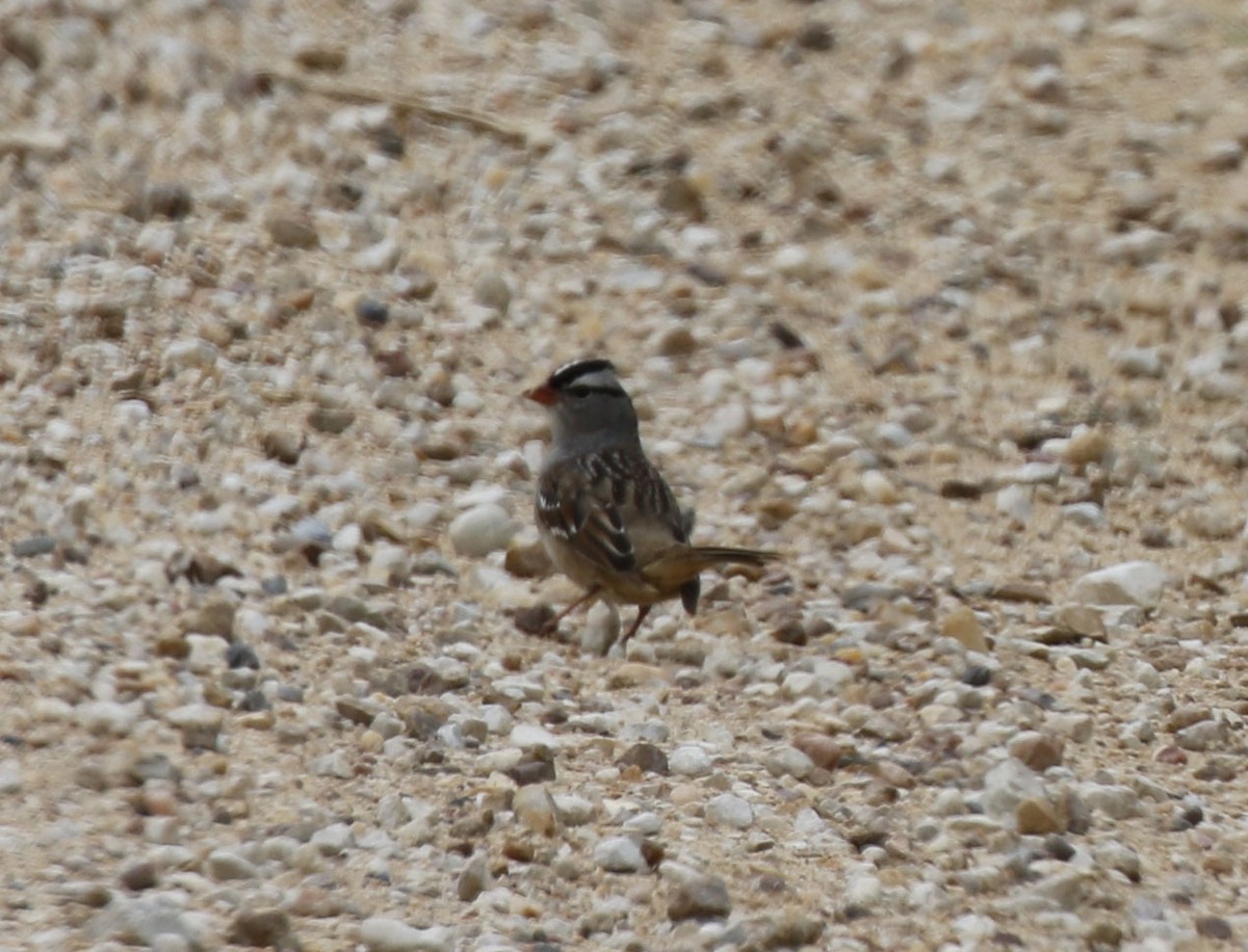 White-crowned Sparrow - Laura Sare