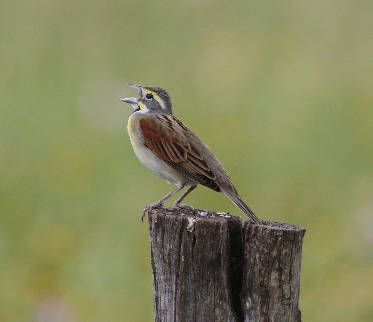 Dickcissel - ML618395654