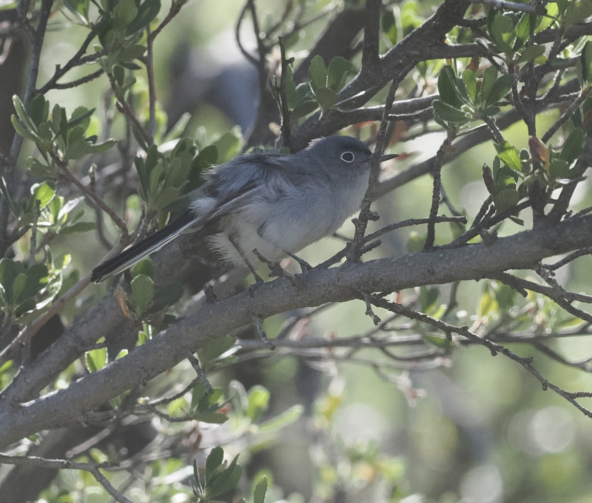 Blue-gray Gnatcatcher - Bob Foehring