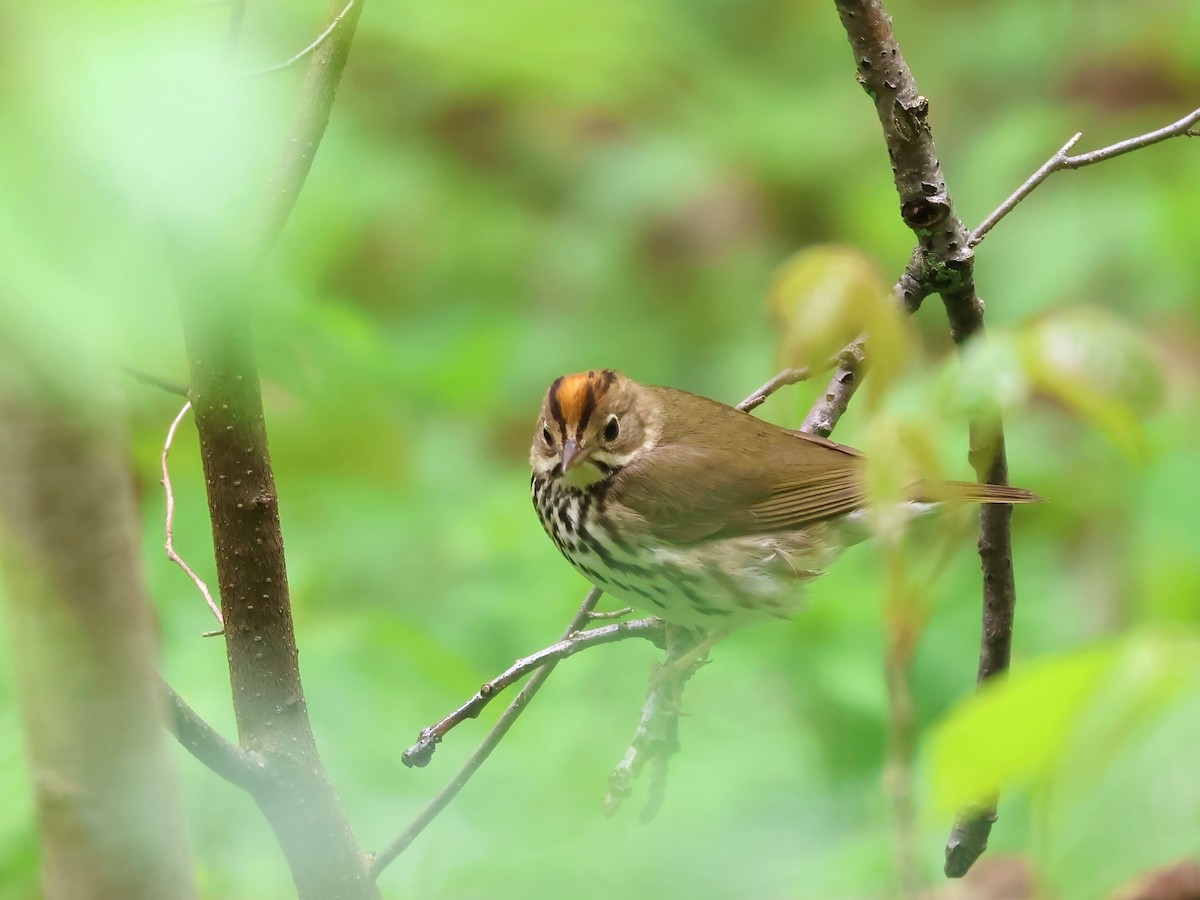 Ovenbird - ML618395675