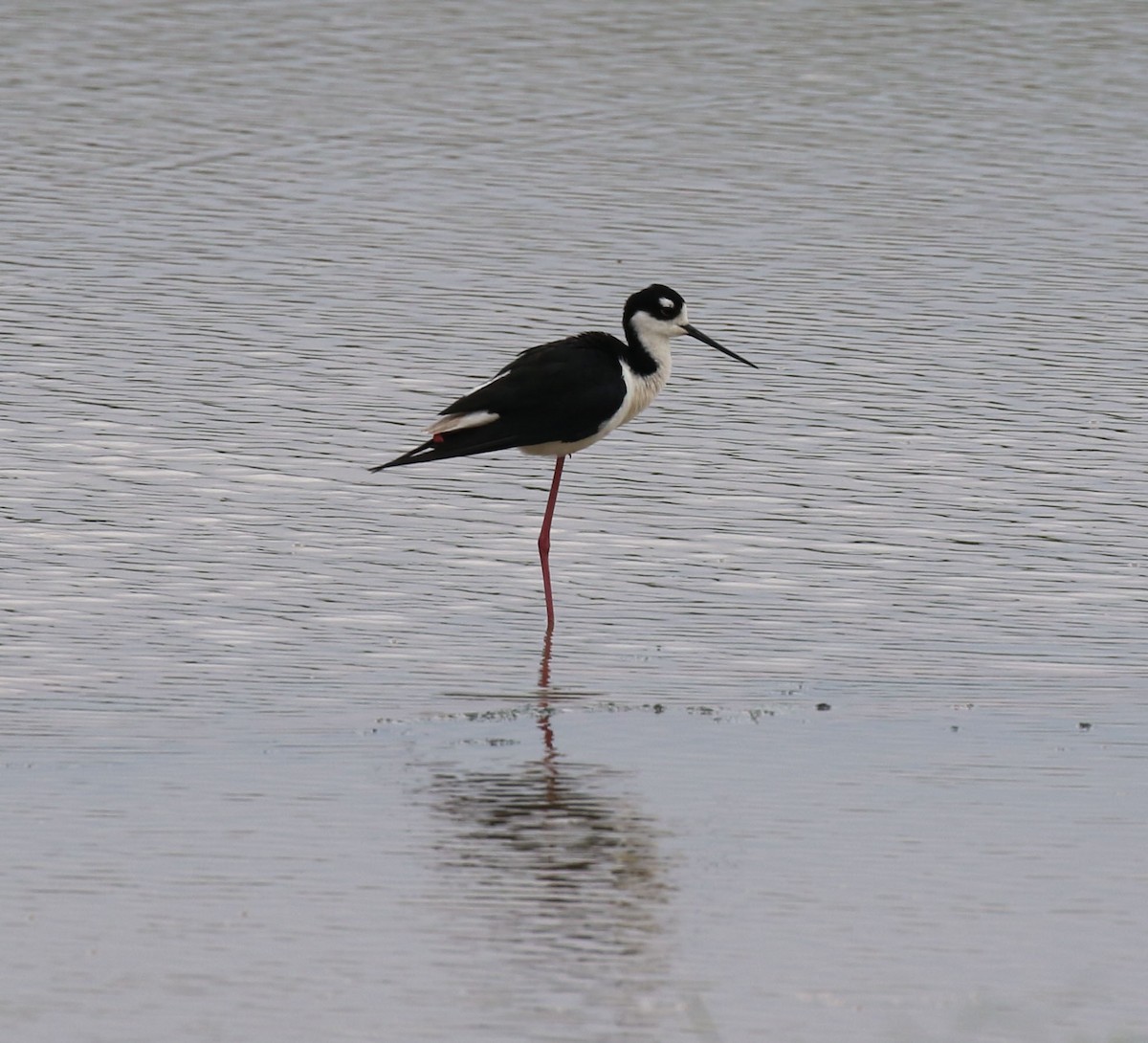 Black-necked Stilt - ML618395695