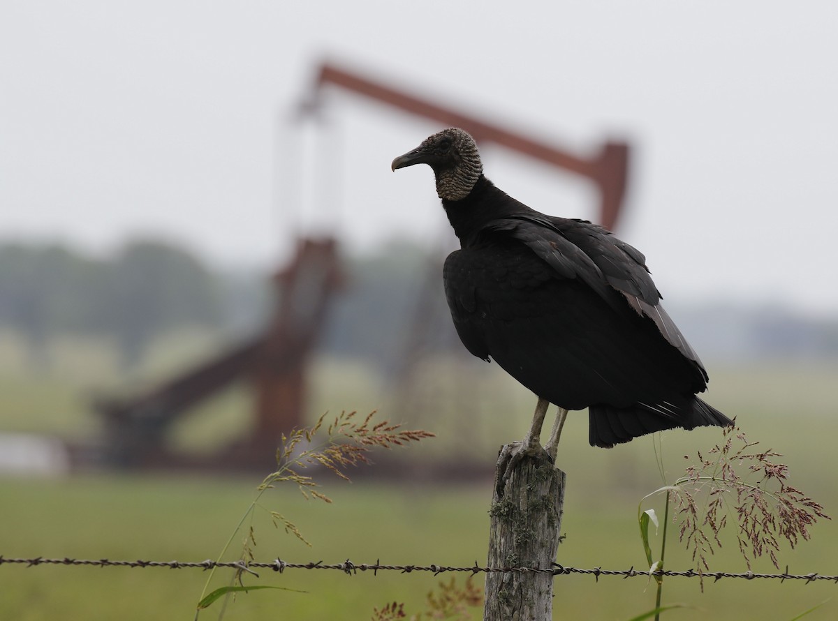 Black Vulture - Laura Sare