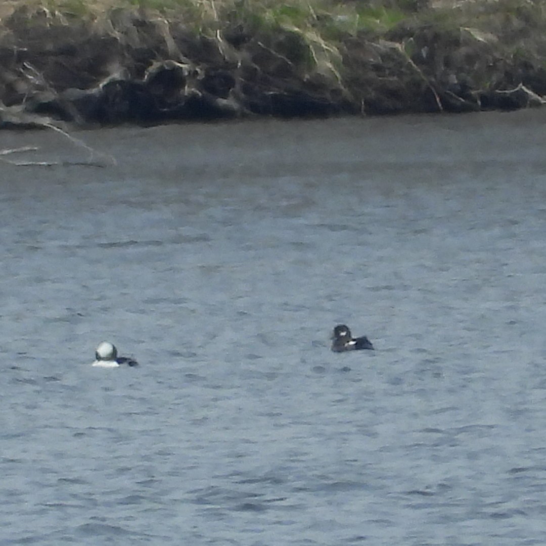 Bufflehead - ML618395731