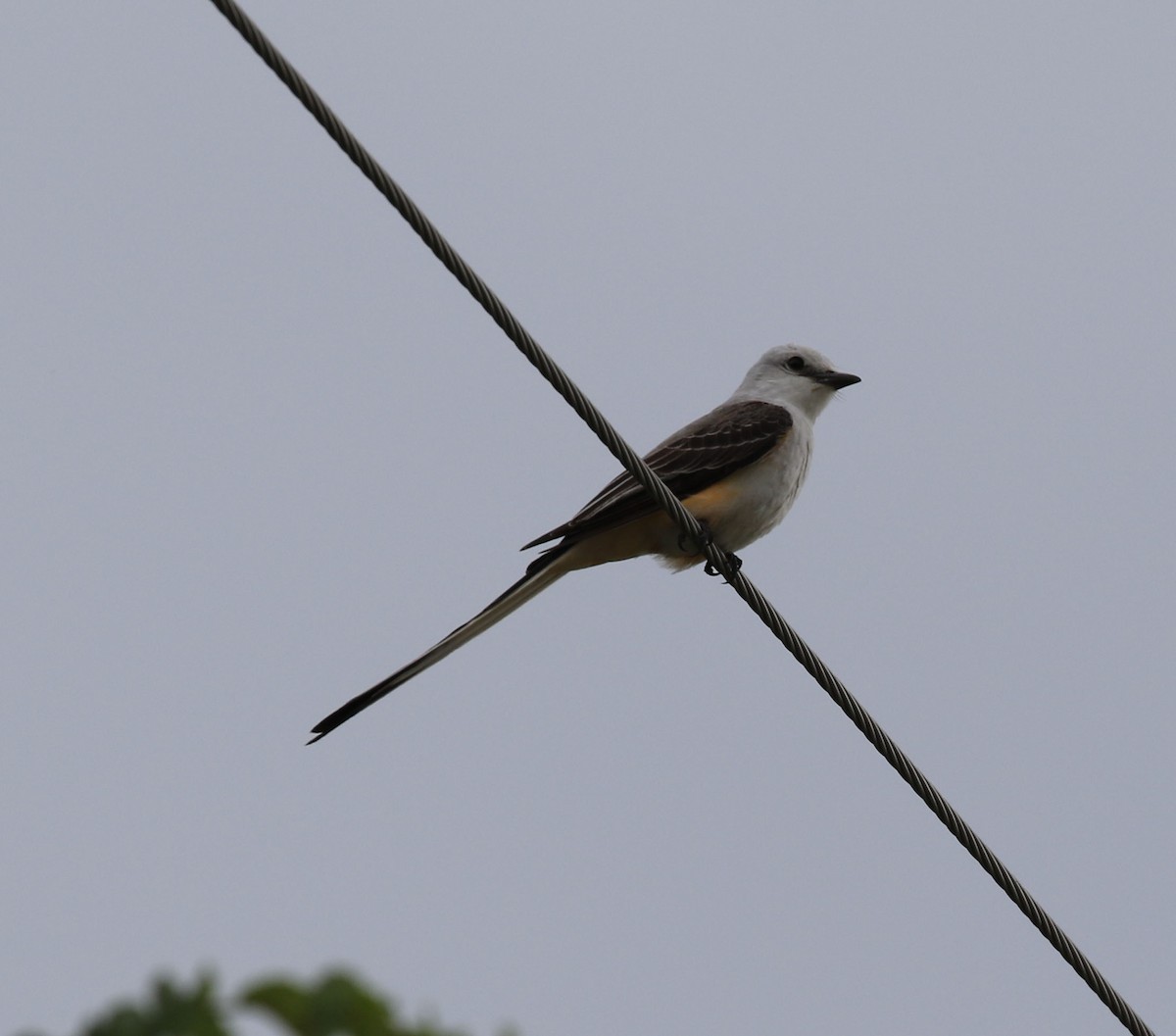 Scissor-tailed Flycatcher - Laura Sare