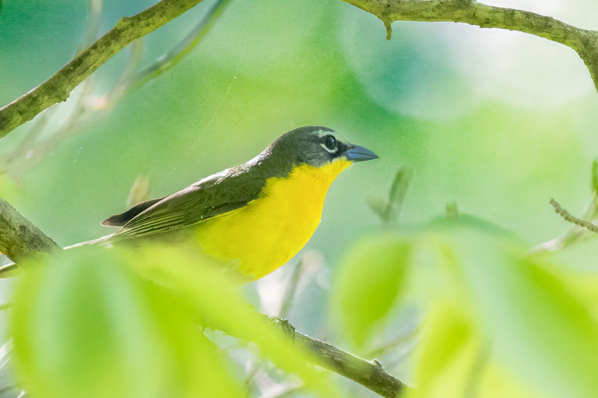 Yellow-breasted Chat - ML618395766