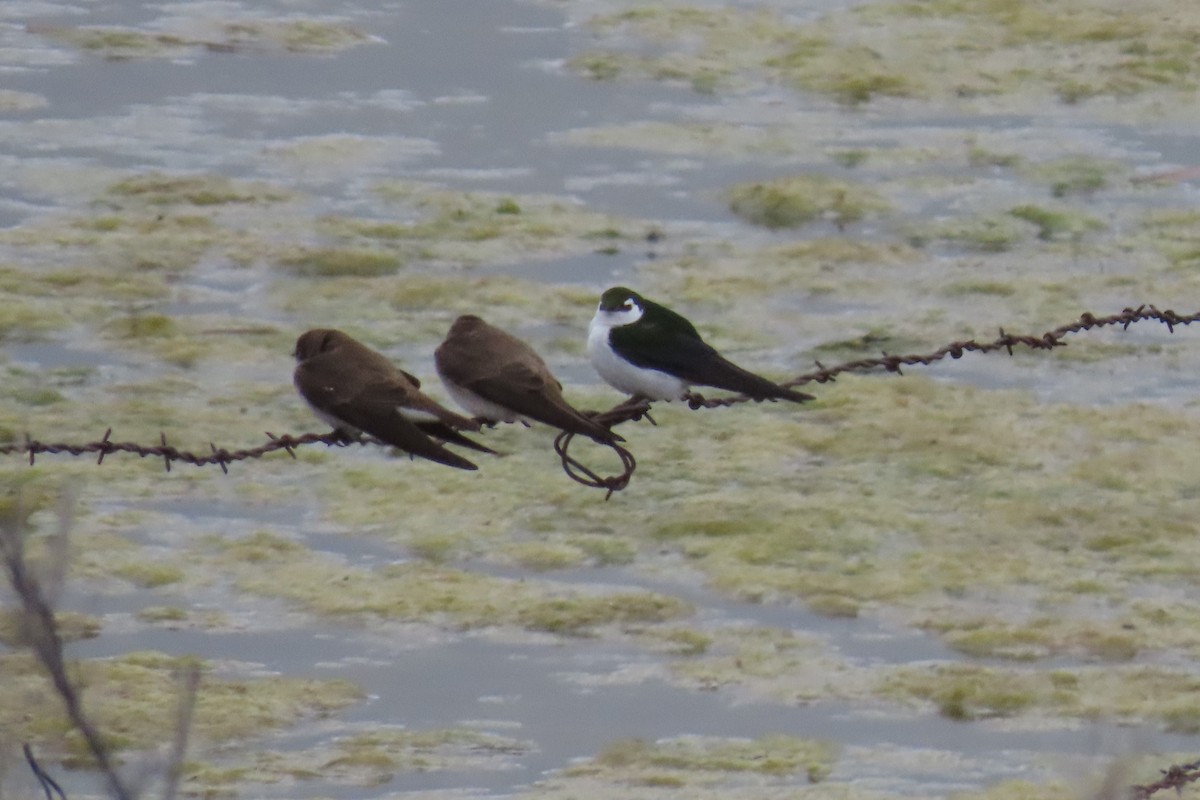 Northern Rough-winged Swallow - ML618395773