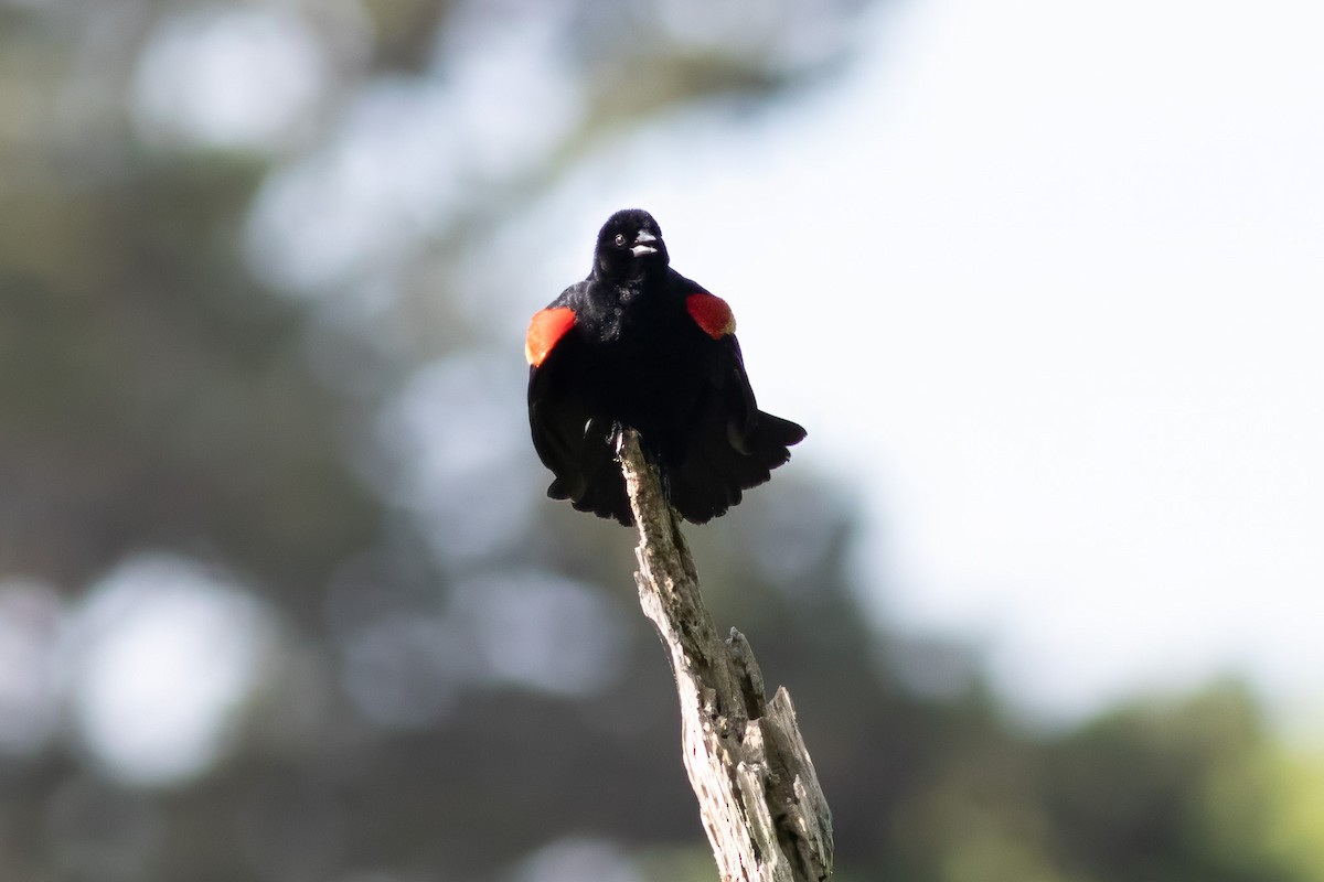 Red-winged Blackbird - ML618395780