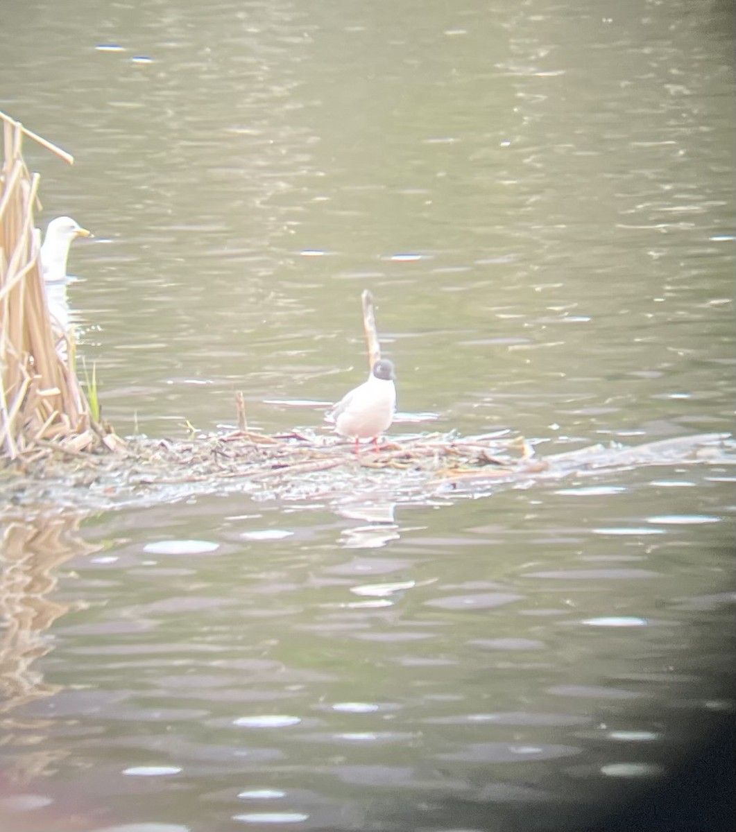 Bonaparte's Gull - ML618395782