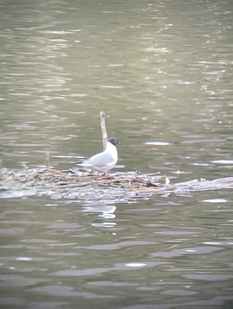 Mouette de Bonaparte - ML618395784