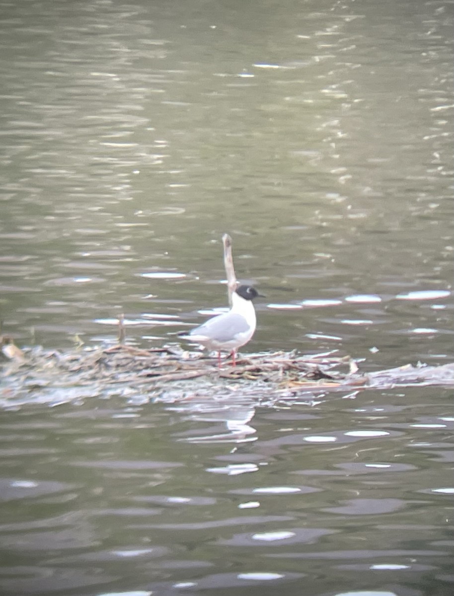 Mouette de Bonaparte - ML618395785