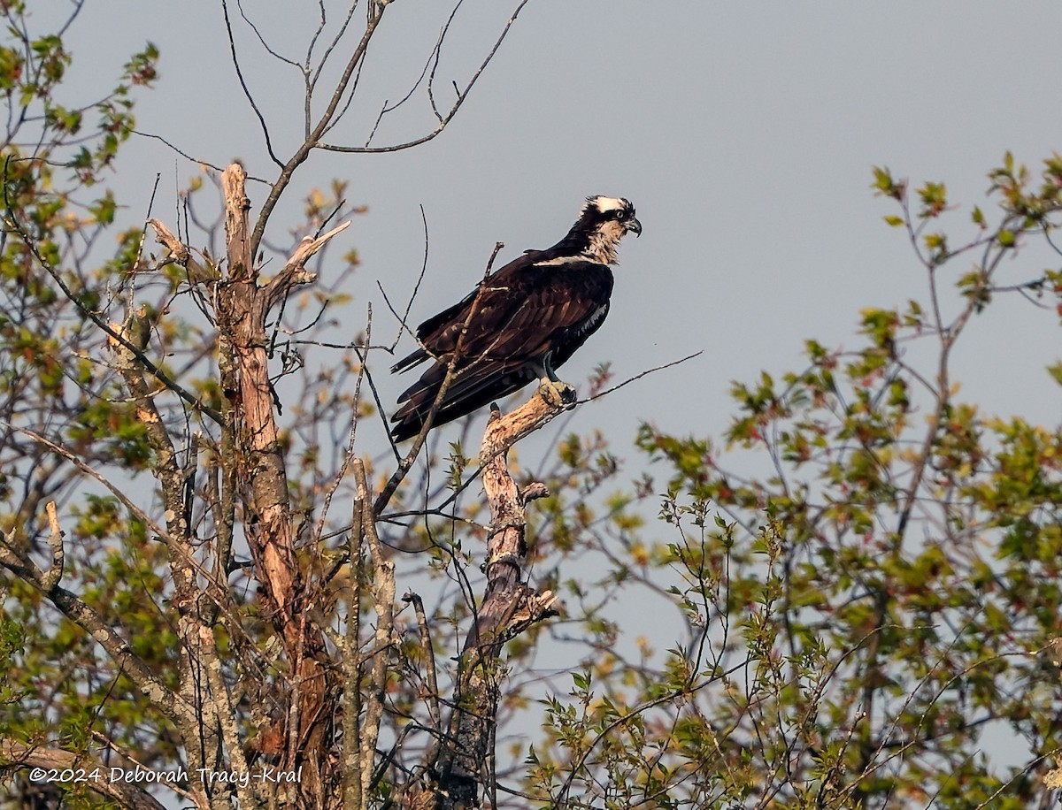 Скопа західна (підвид carolinensis) - ML618395855