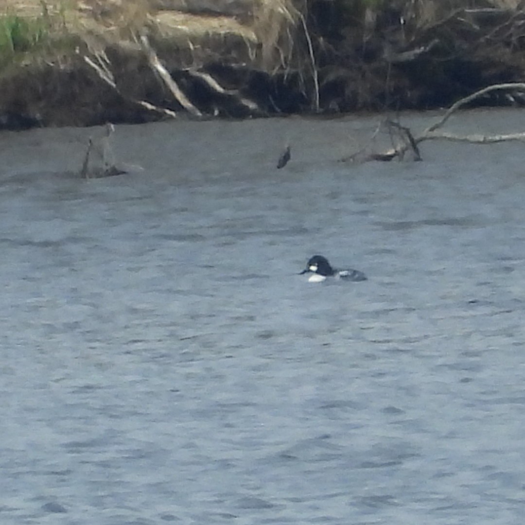 Common Goldeneye - ML618395861