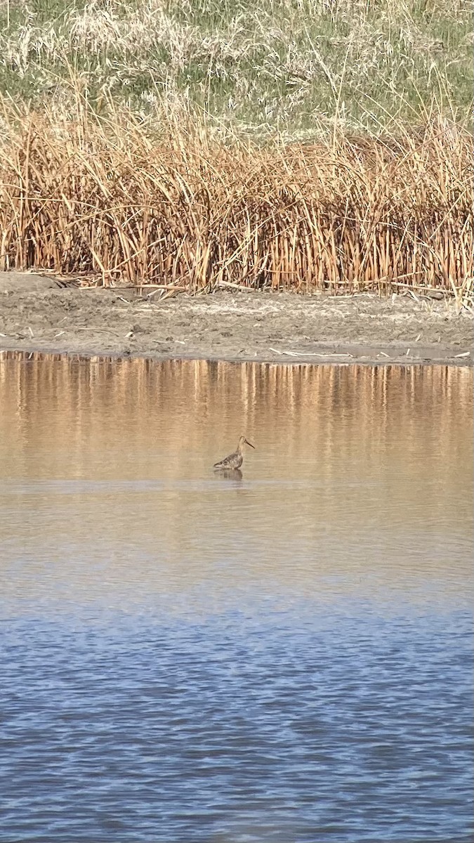 Long-billed Dowitcher - ML618395879