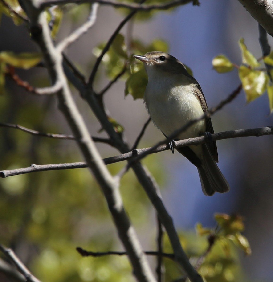 Warbling Vireo - ML618395932